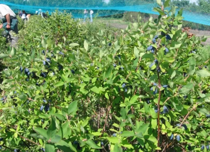 Tundra Haskap – Cold-Adapted Honeyberry Shrub, Zones 3–7